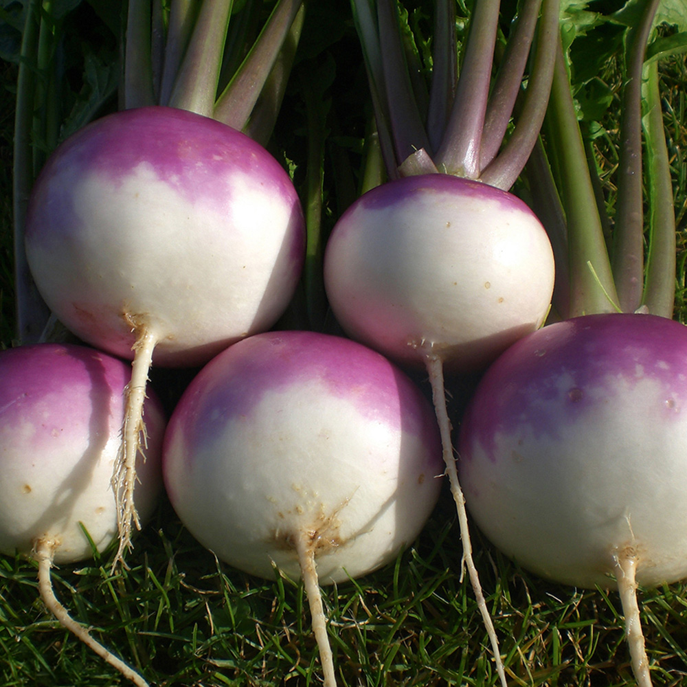 Thompson and Morgan Turnip Sweetbell SC9-303 F1 Hybrid Seeds Image 1
