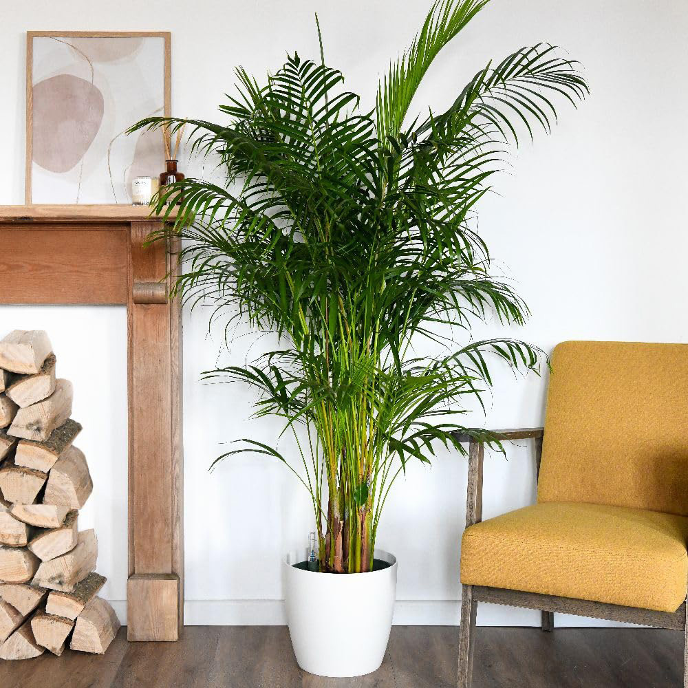 Thompson and Morgan Dypsis Lutescens in Hydro Plant Pot 27cm 2 Pack Image 1