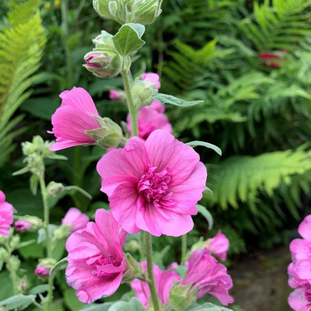 Thompson and Morgan Lavatera Princess Pink Plant Pot 9cm 3 Pack Image 2