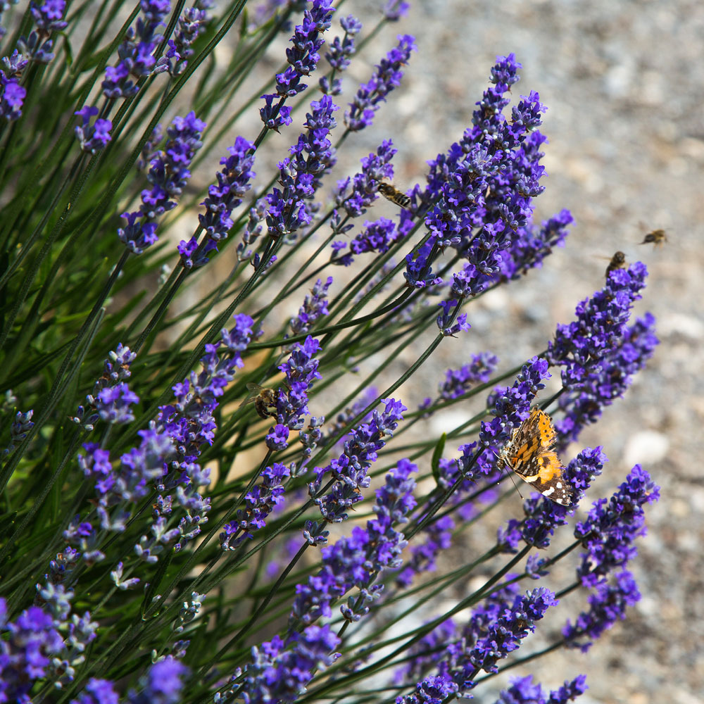 YouGarden English Lavender Hidcote Hedging Plant in Pot 12 Pack Image 2
