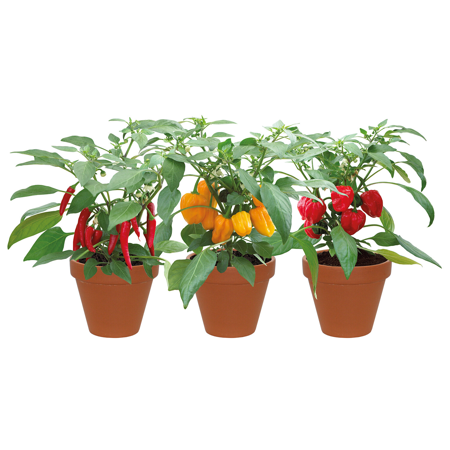 Terracotta Chilli Trio Grow Set Image 3