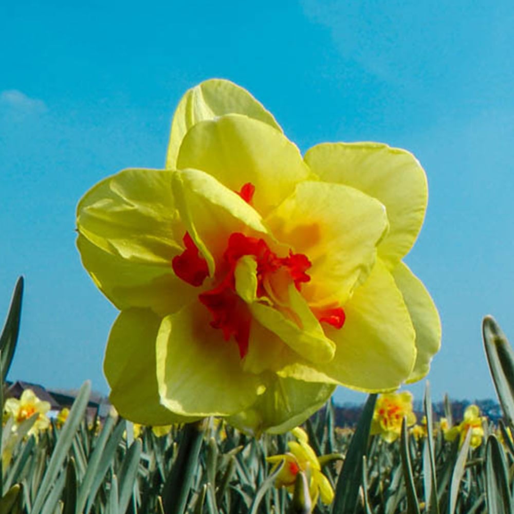 wilko Narcissus Tahiti Bright Yellow Planting Bulb 18 Pack Image 2