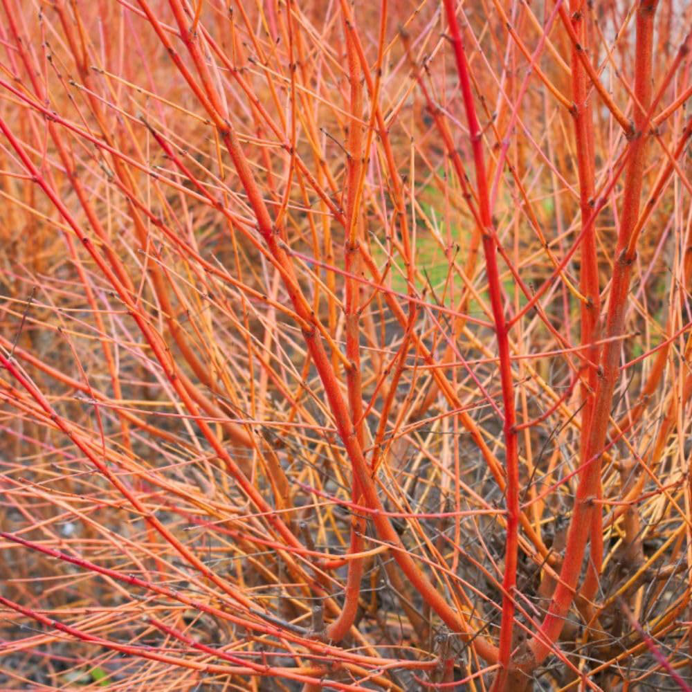 Thompson and Morgan Cornus Winter Duo Plant Pot 9cm 2 Pack Image 3