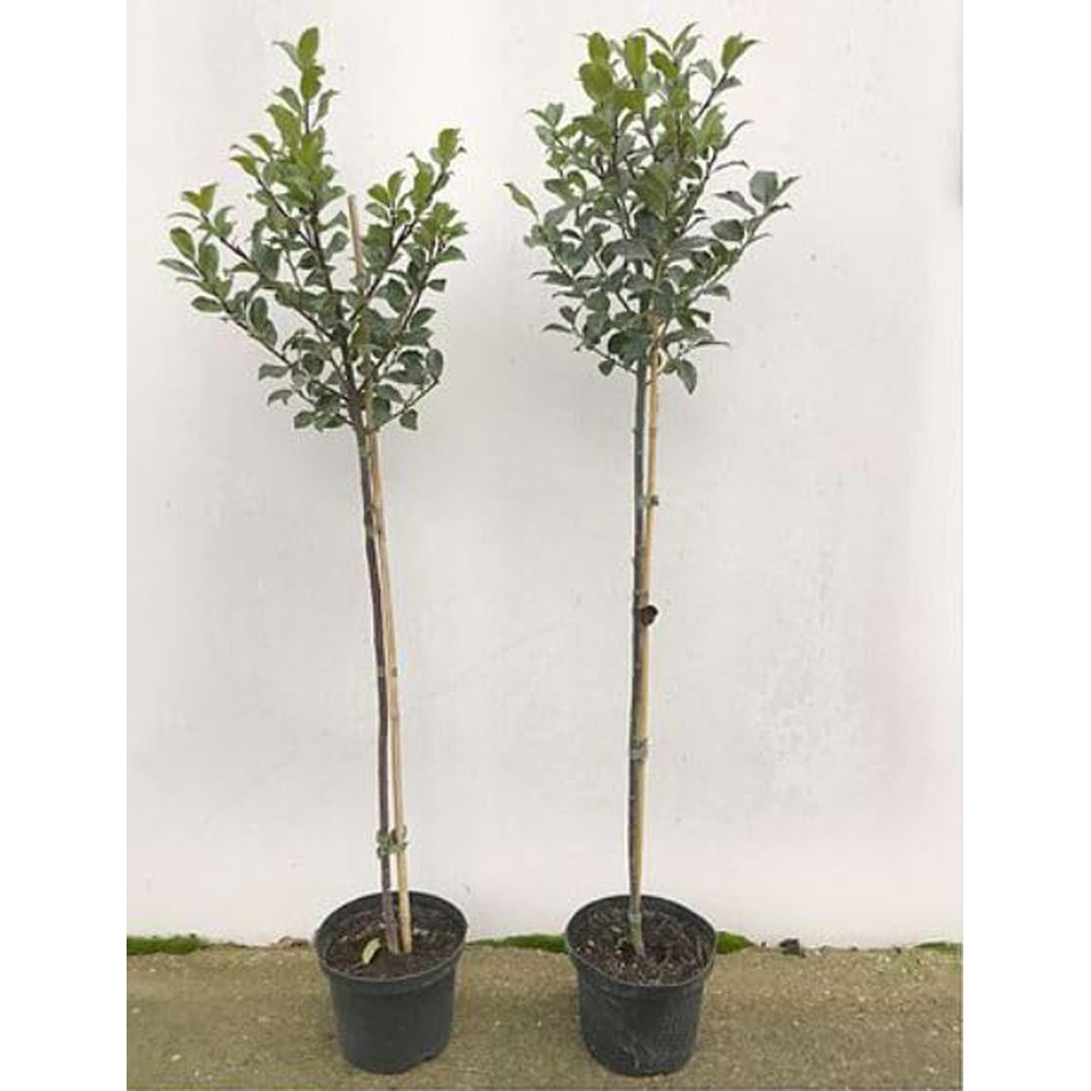 Thompson and Morgan Ilex Holly Green Alaska Plant Pot 2L Image 5