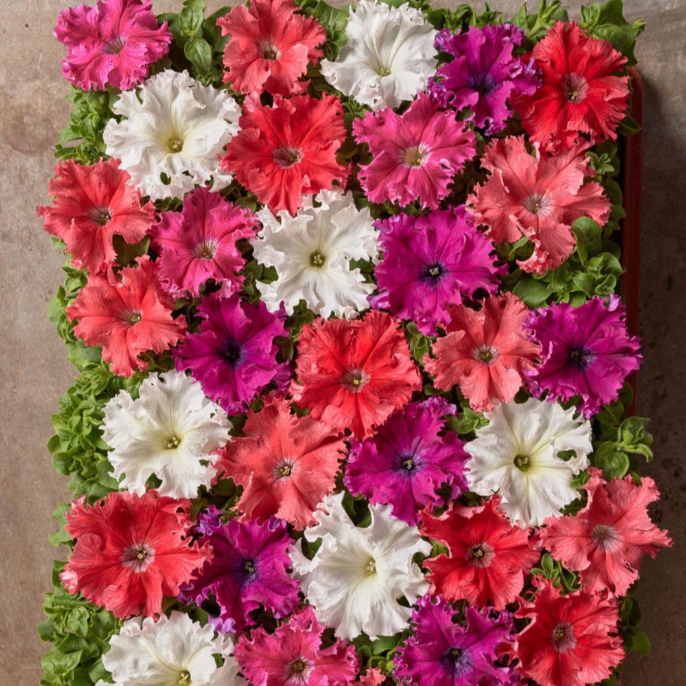 Thompson and Morgan Petunia Hybrida Grandiflora Aphrodite Mix F1 Seed Packet Image 3