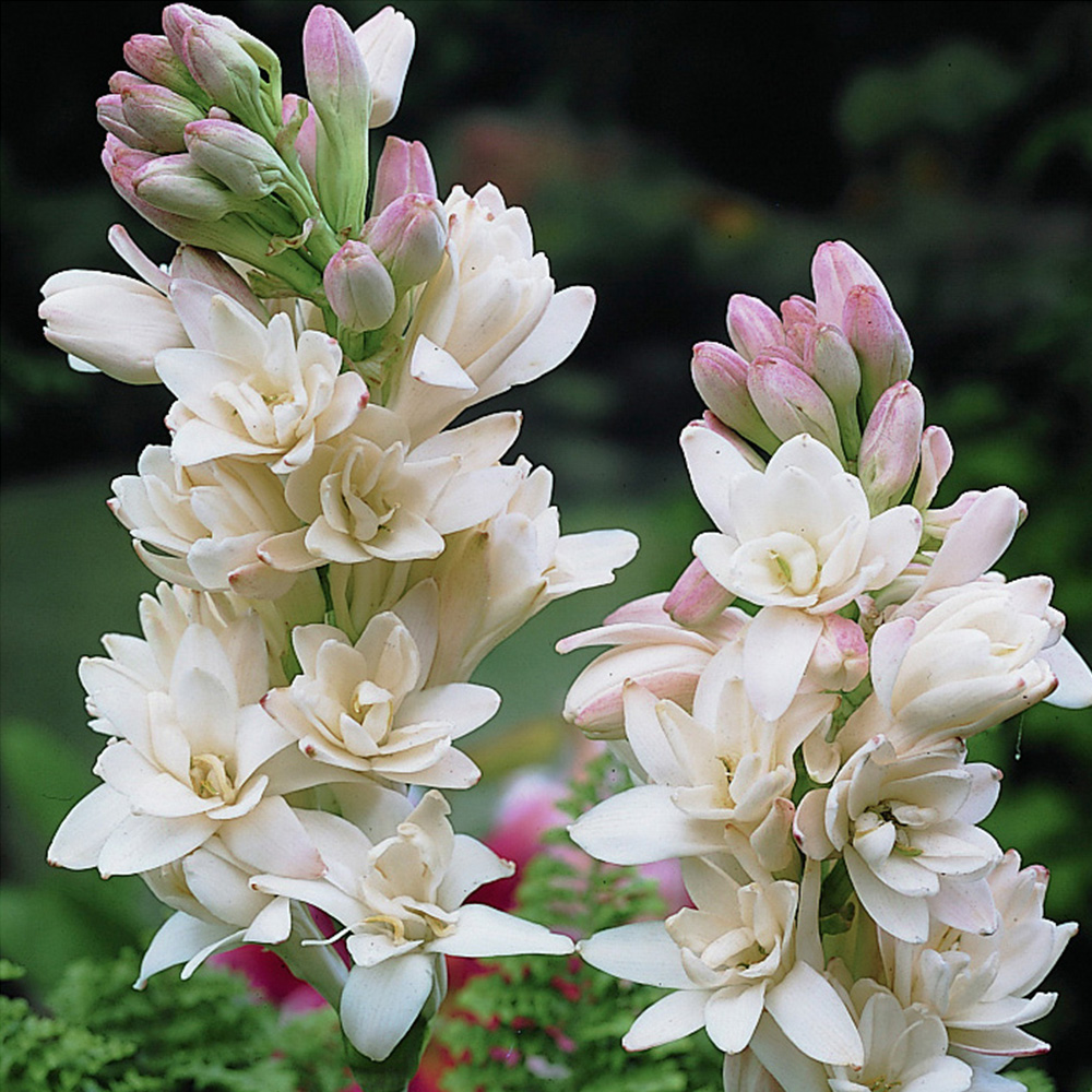YouGarden Polianthes Tuberosa White Autumn Planting Bulbs 10 Pack Image 2