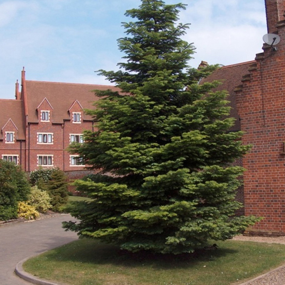 Inspirational Gifting Nordmann Fir Christmas Tree Bare Root Plant Sapling 15-25cm 5 Pack Image 4