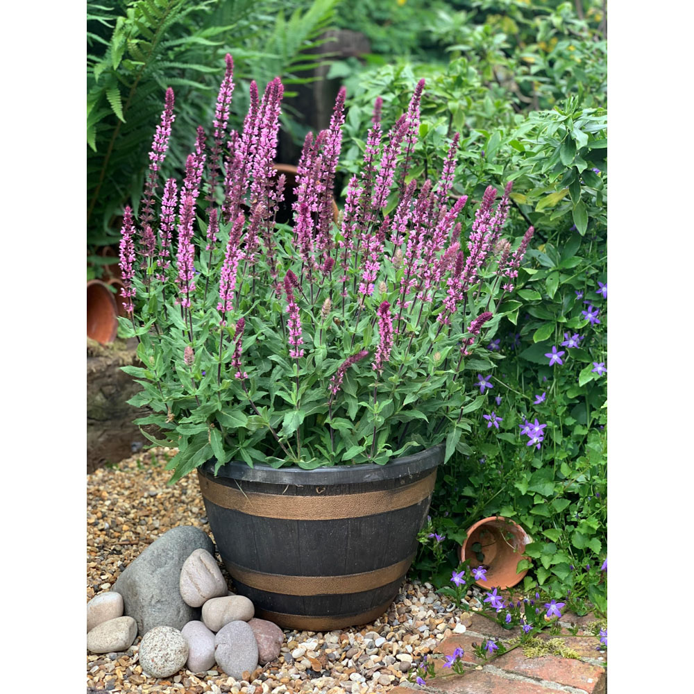 Thompson and Morgan Salvia Nemorosa Caradonna Pink Inspiration Plant Pot 2L Image 4