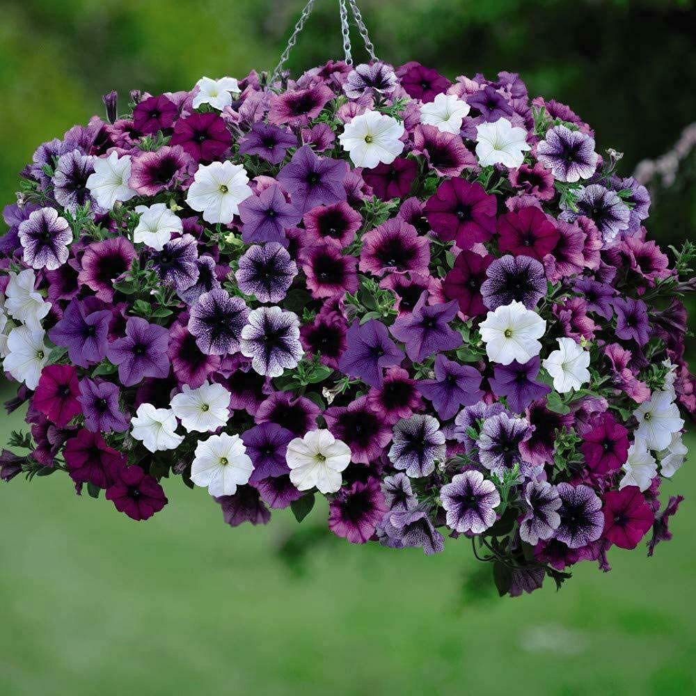 Thompson and Morgan Nurserymans Choice Hanging Basket Mixed Postiplug Plants 100 Pack Image 5