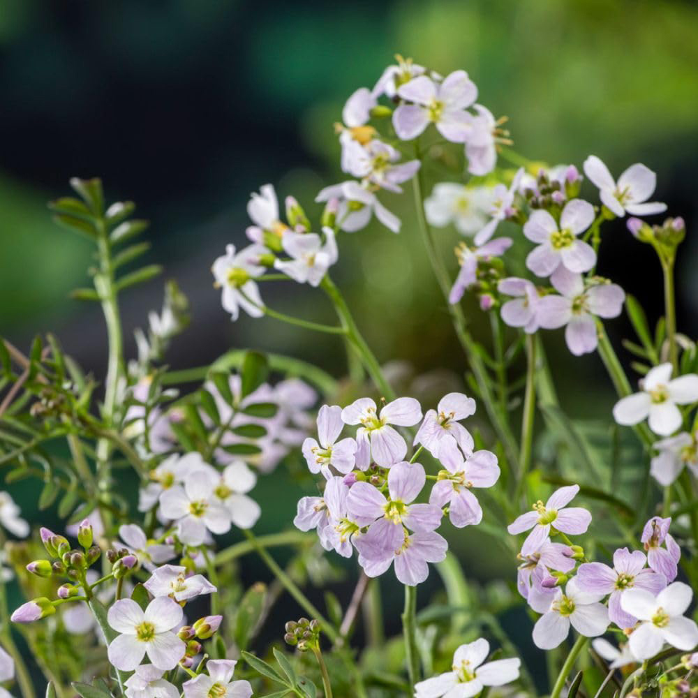 Thompson and Morgan Cardamine Pratensis Plant Pot 1L 3 Pack Image 1