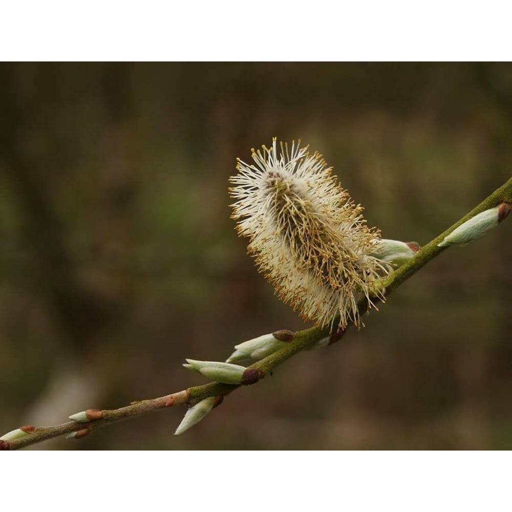 Inspirational Gifting White Willow Bare Root Hedge Plant Sapling 3-4ft 5 Pack Image 6