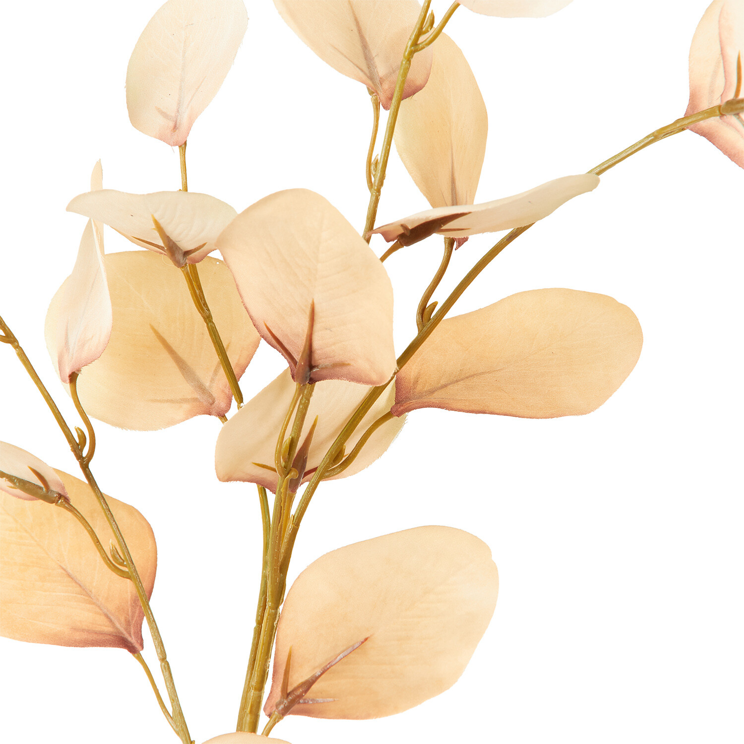 Assorted Eucalyptus Stem Image 4