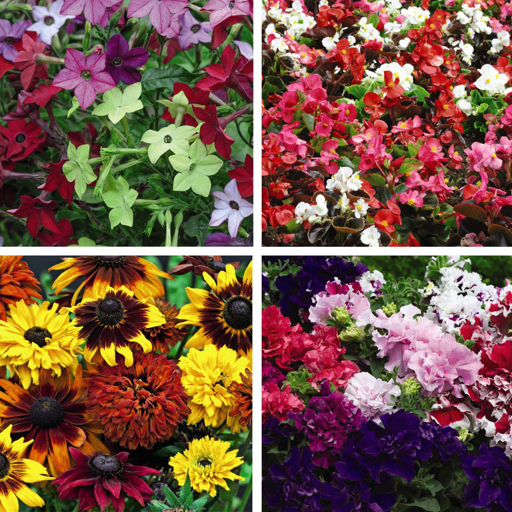 Thompson and Morgan Bedding Collection Plant Plug 48 Pack Image 1