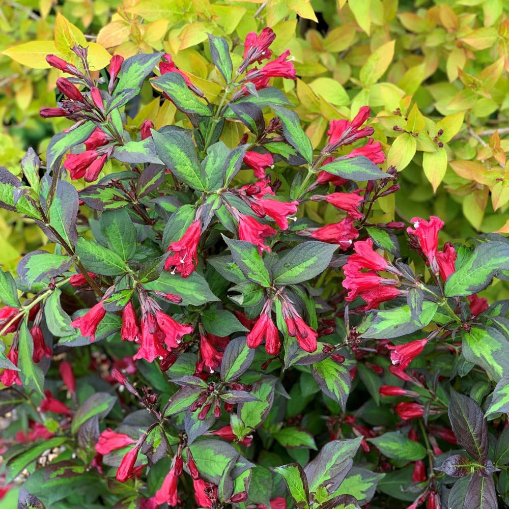 Thompson and Morgan Weigela Camouflage Plant Pot 9cm Image 4