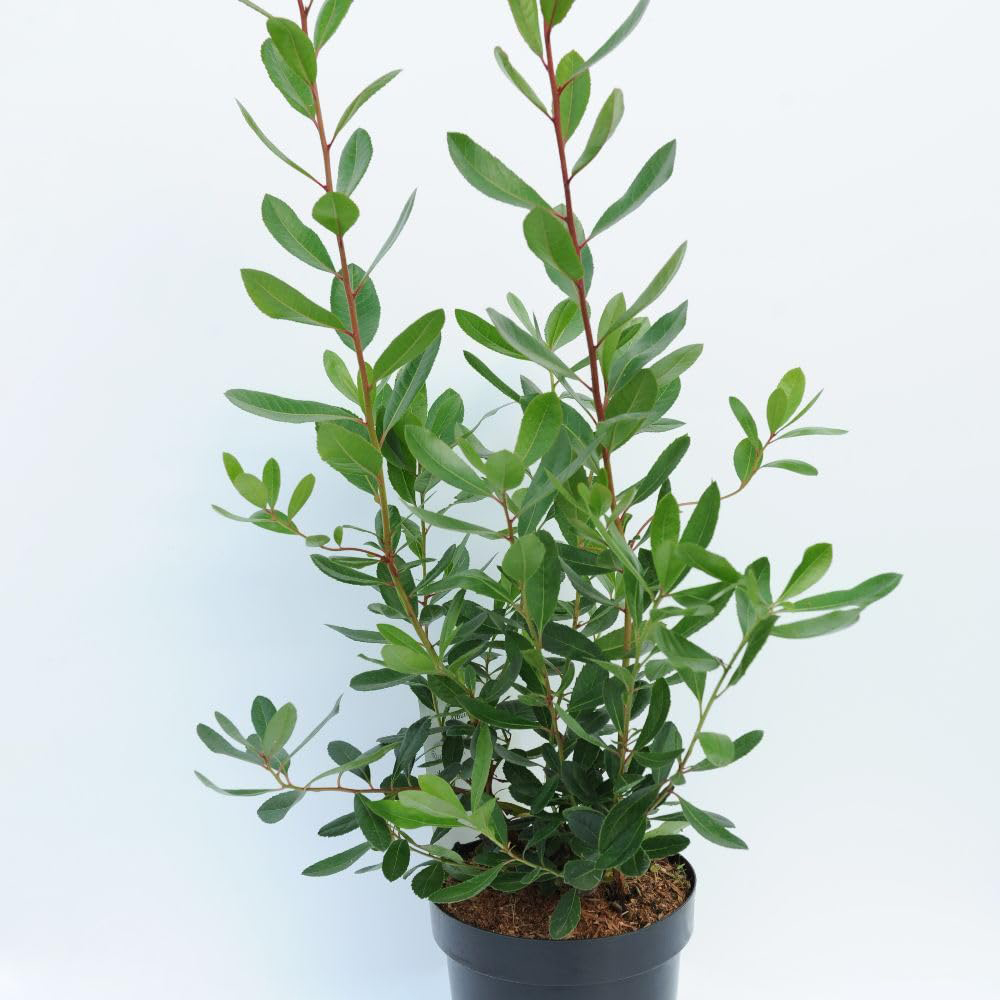 Thompson and Morgan Arbutus Unedo Plant Pot 10L 2 Pack Image 3