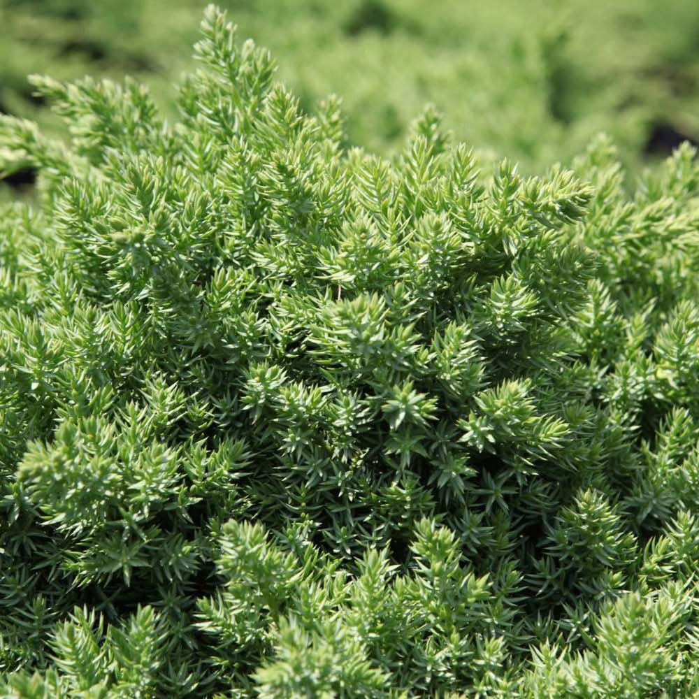 Thompson & Morgan Juniperus Procumbens Nana Plant Pot 7.6L Image 1