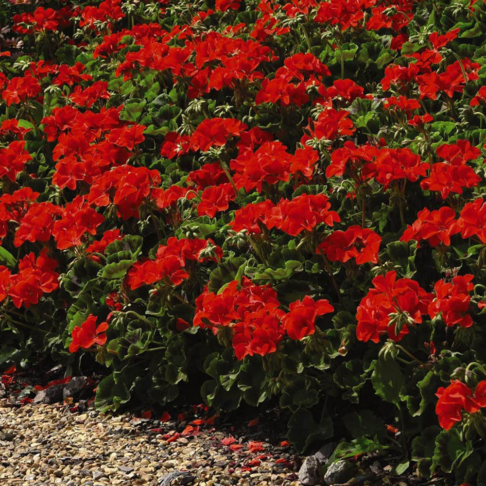 Thompson and Morgan Geranium Best Red Plant Plug 12 Pack Image 4