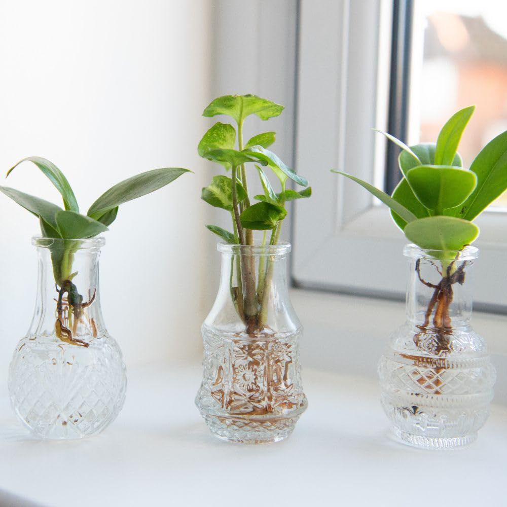 Thompson & Morgan Green Hydrophonic Coll Cuttings with Berlin Glass Vases 7cm 6 Pack Image 1