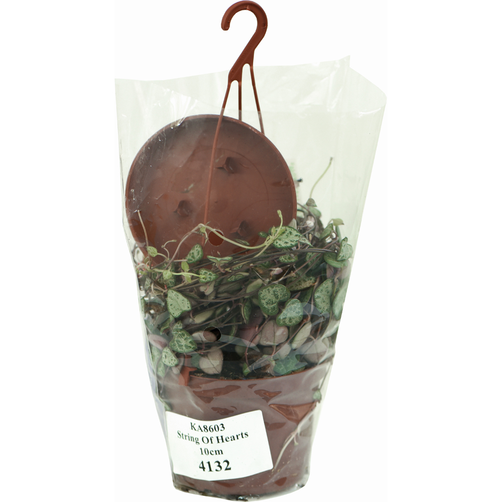 Thompson and Morgan String of Hearts Ceropegia Woodii Plant Pot 10cm Image 5