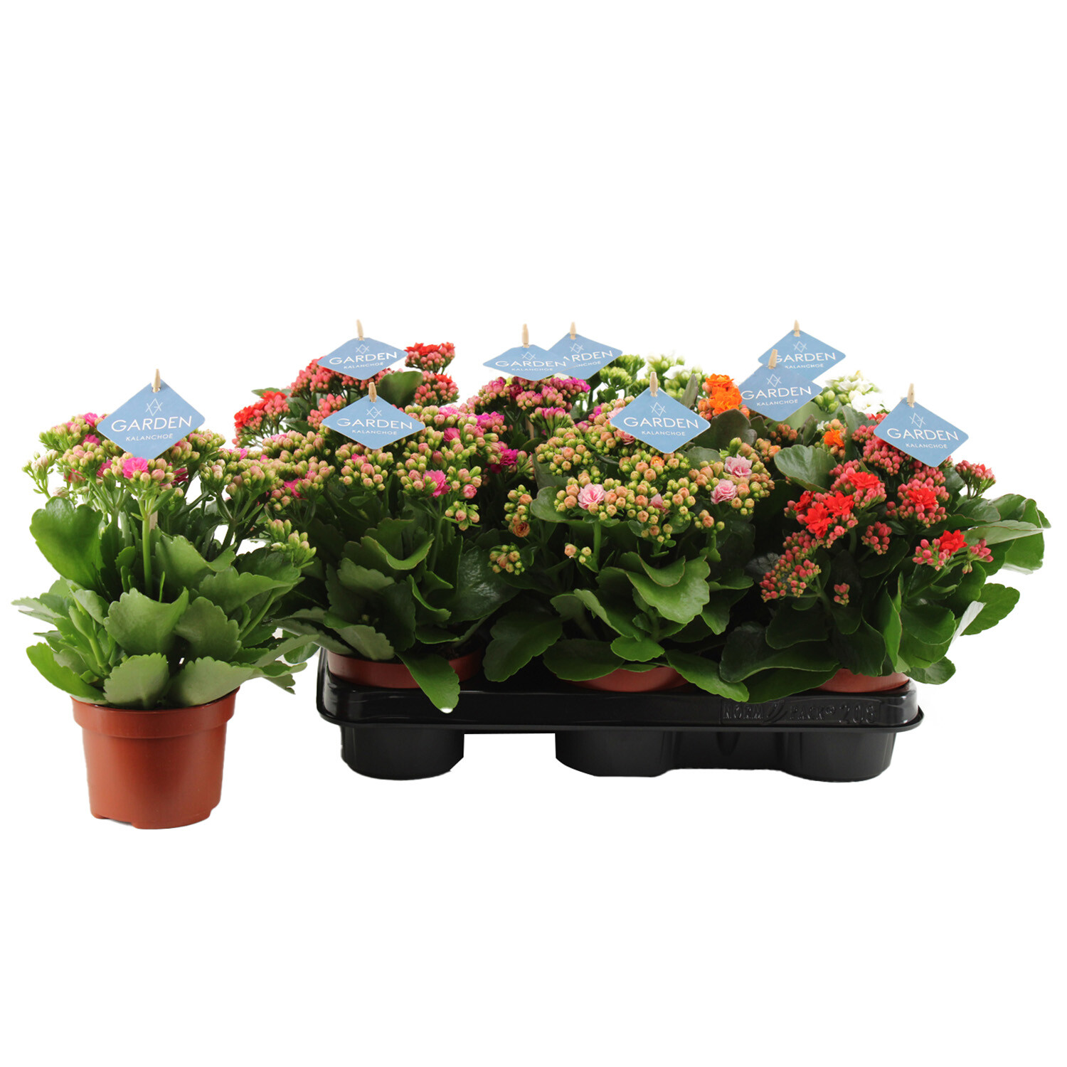 Kalanchoe Gardenlina Image