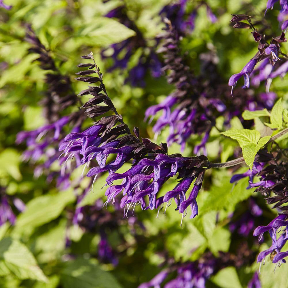 Thompson and Morgan Salvia Amistad Plant Pot 9cm 3 Pack Image 1