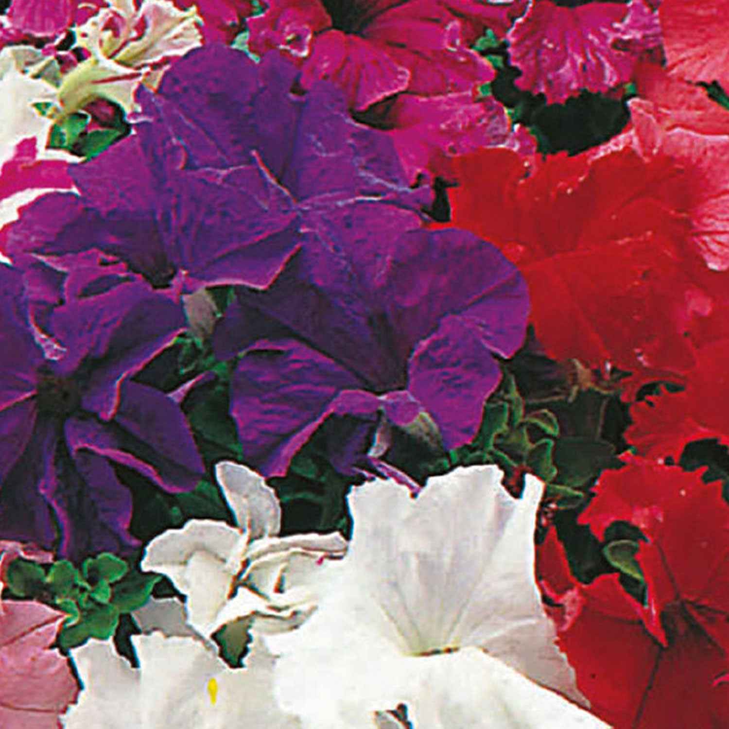 Johnsons Petunia Special Grandiflora Mixed F1 Flower Seeds Image 1