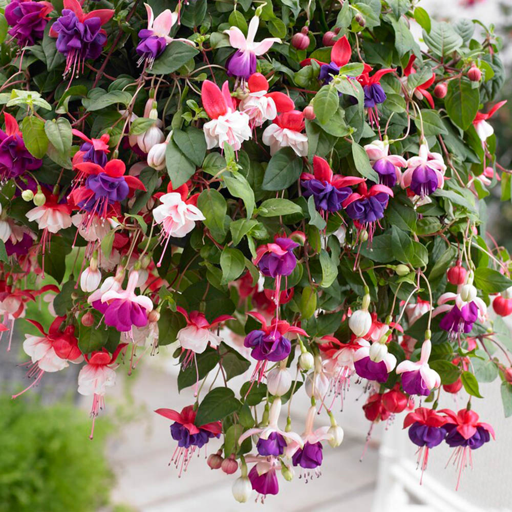 wilko Fuchsia Trailing Collection Plug Plant 12 Pack Image 1