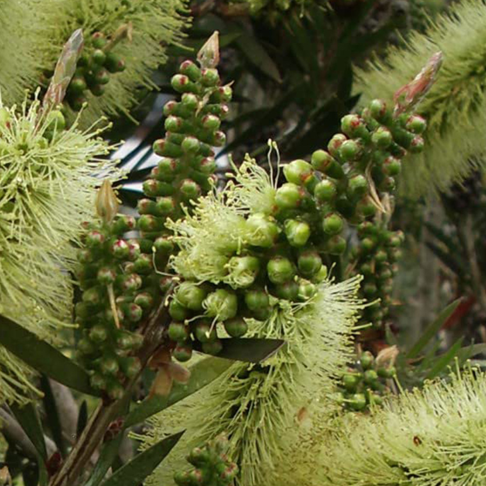 Thompson and Morgan Callistemon Honey Potted Plant 9cm Image 2