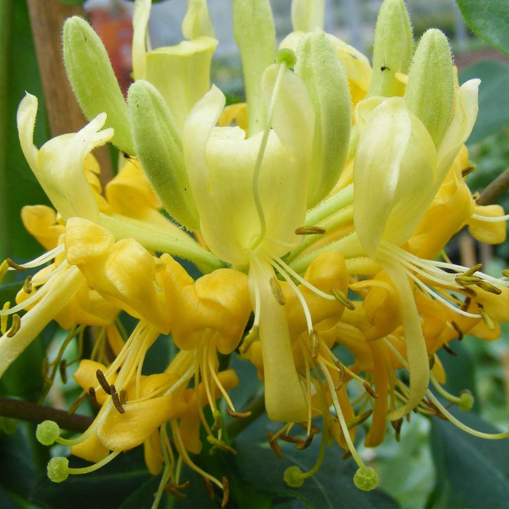 Thompson and Morgan Lonicera Periclymenum Scentsation Plant Pot 3L Image 1