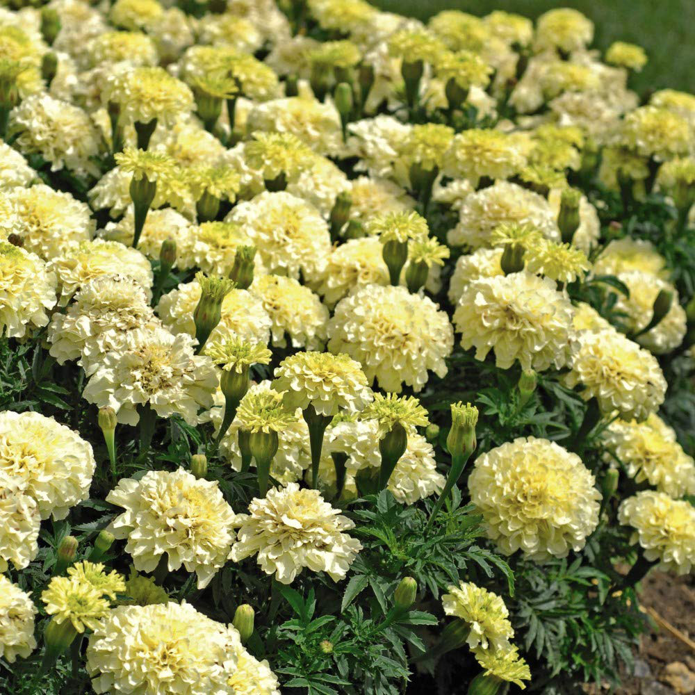 Thompson and Morgan Marigold French Vanilla Garden Ready Plant 30 Pack Image 2