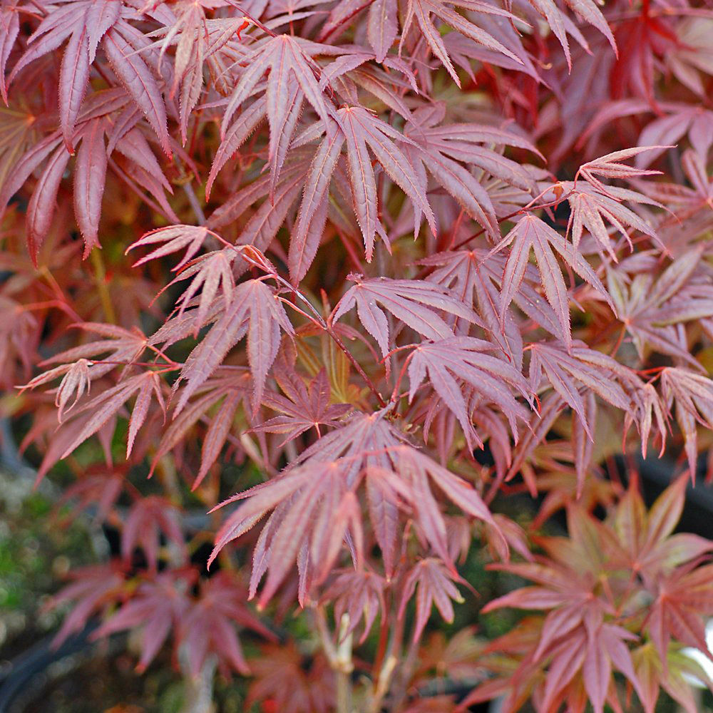 Thompson & Morgan Acer Palmatum Atropurpureum Plant Pot 7cm Image 3