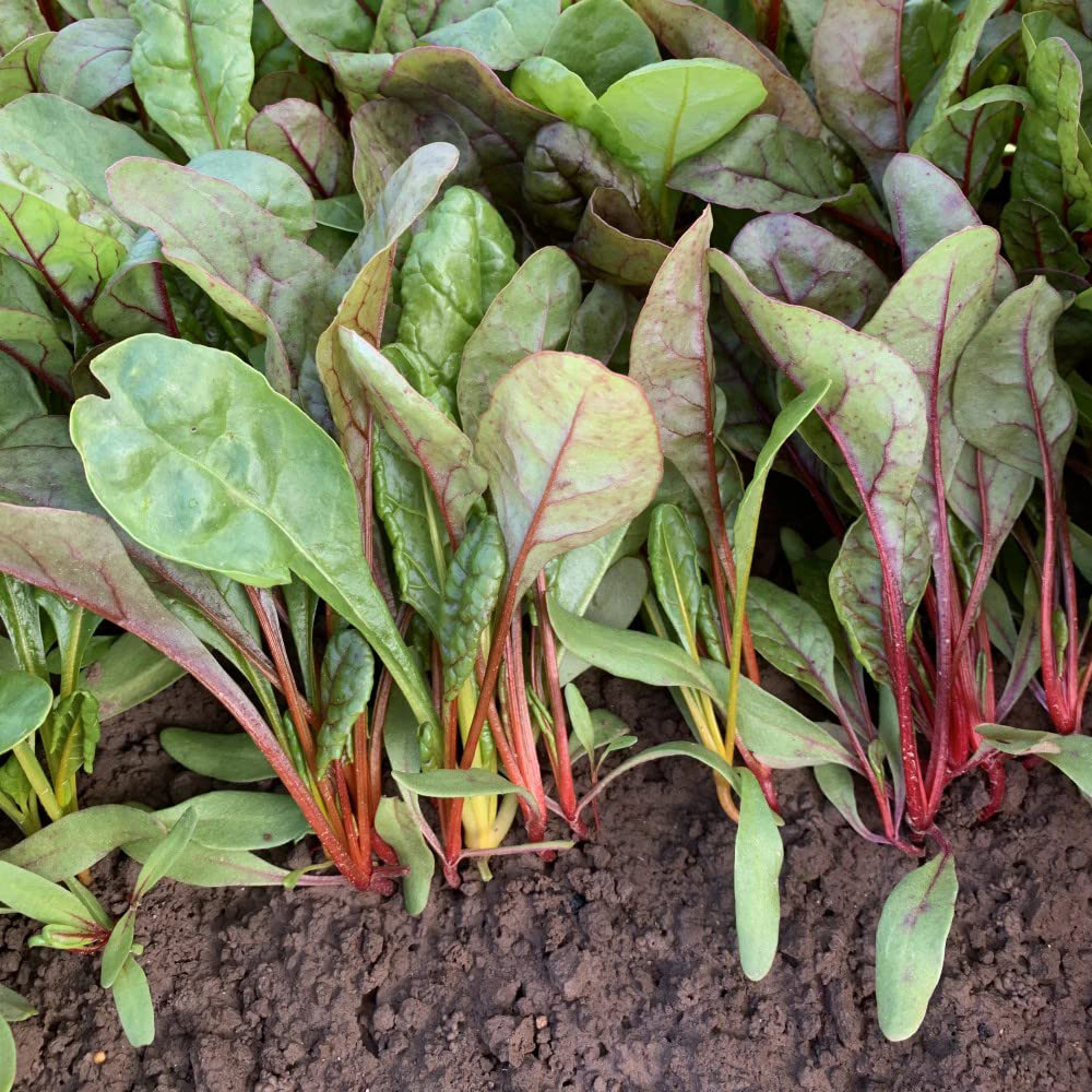 Thompson & Morgan Swiss chard Celebration Seeds Image 2