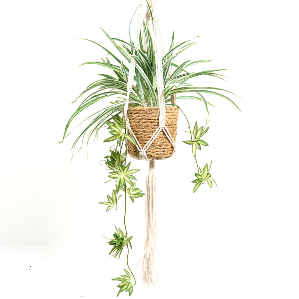 Spider Plant in Hanging Basket2 Image 1