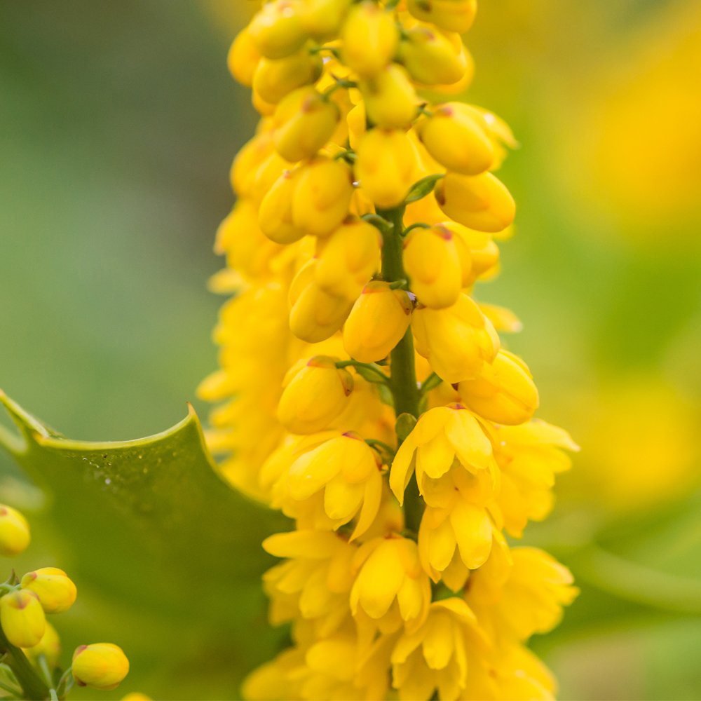 Thompson and Morgan Mahonia Winter Sun Potted Plant 9cm 2 Pack Image 1