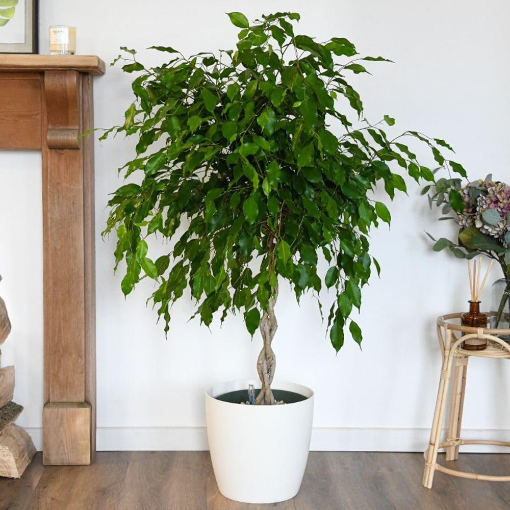 Thompson and Morgan Ficus Benjamina Exotica Braided Stem Plant Pot 27cm 2 Pack Image 1