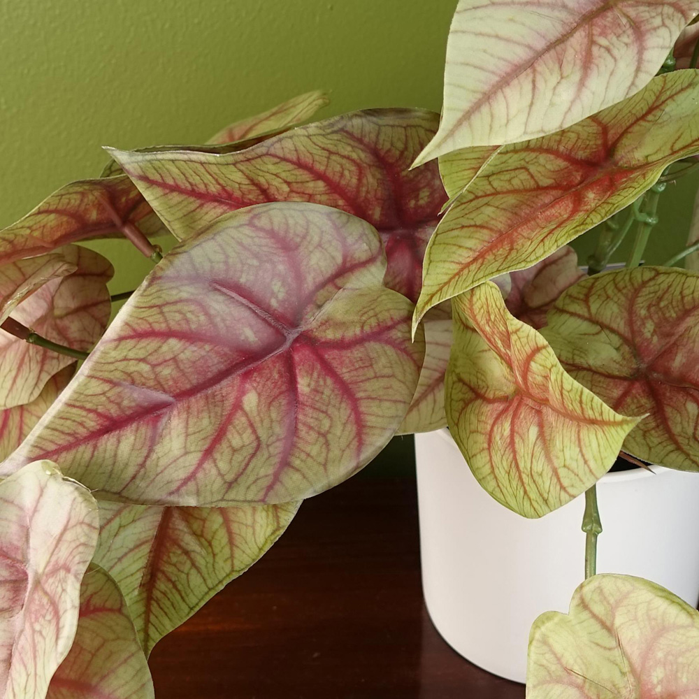 Leaf Trailing Pink Caladium Artificial Plant in Pot 30cm Image 5