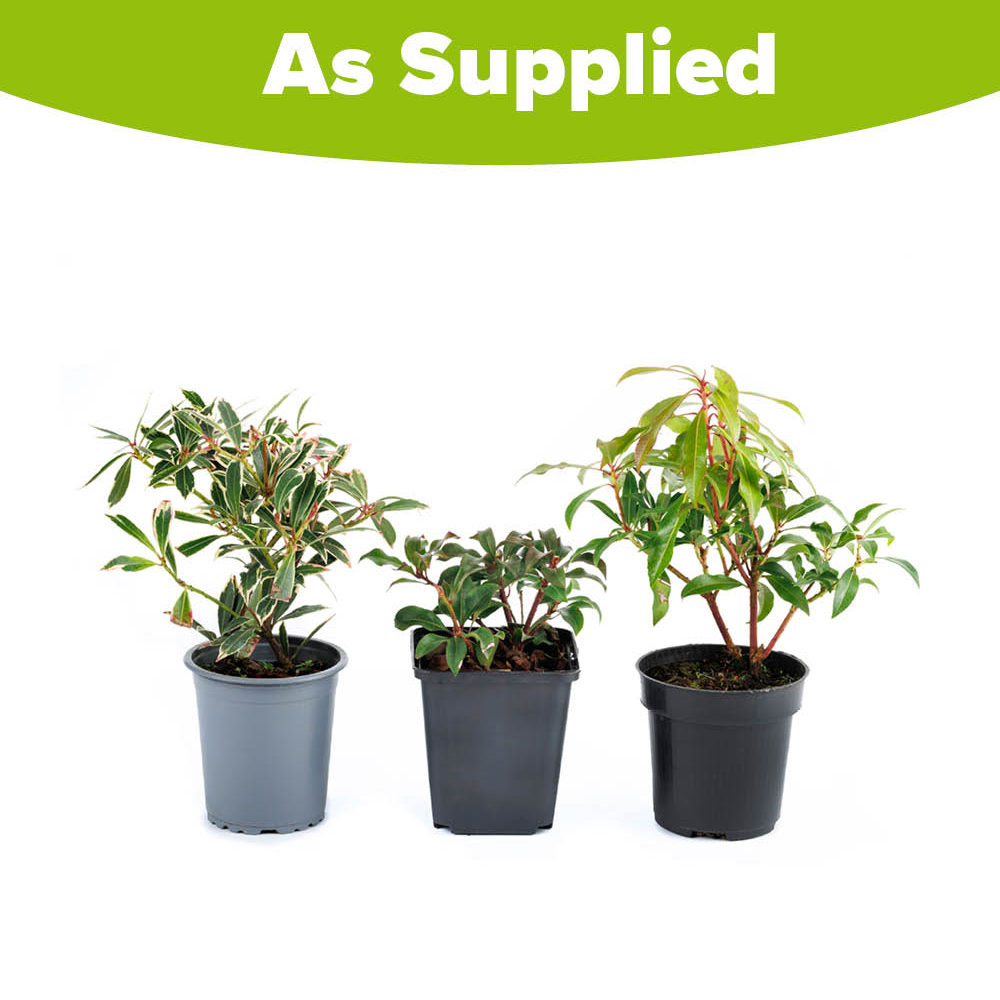 YouGarden Pieris Collection Plant Pot 9cm 3 Pack Image 4