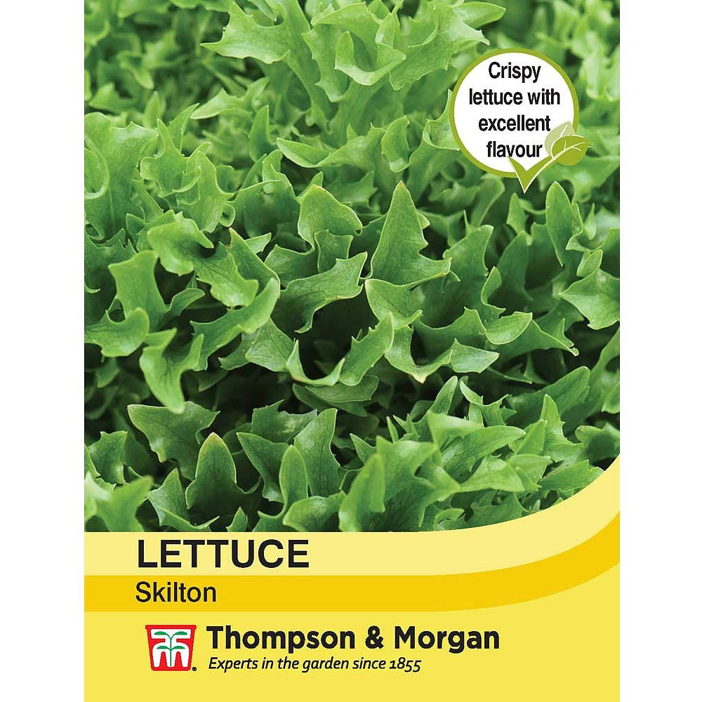 Thompson and Morgan Lettuce Skilton Seeds Image 2