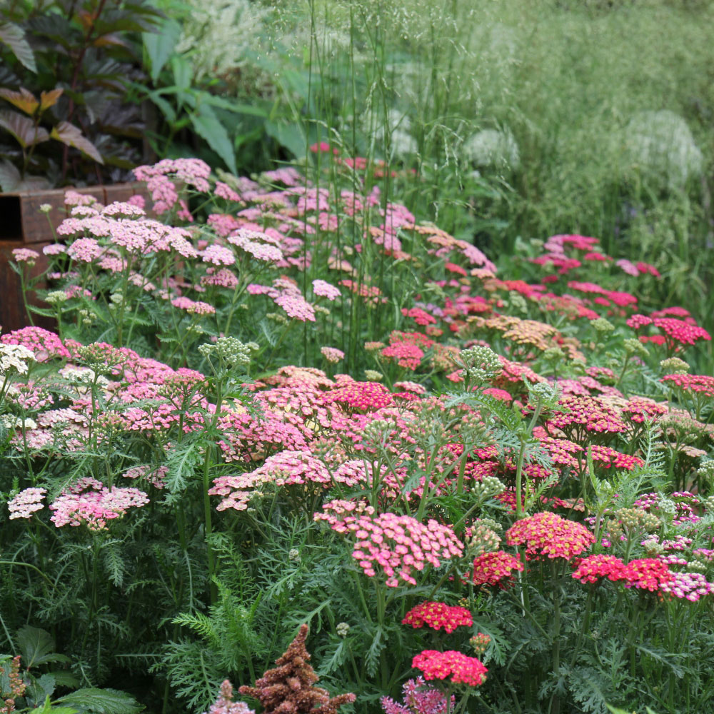 Thompson and Morgan Achillea Millefolium Summer Berries Garden Ready Plant 30 Pack Image 5