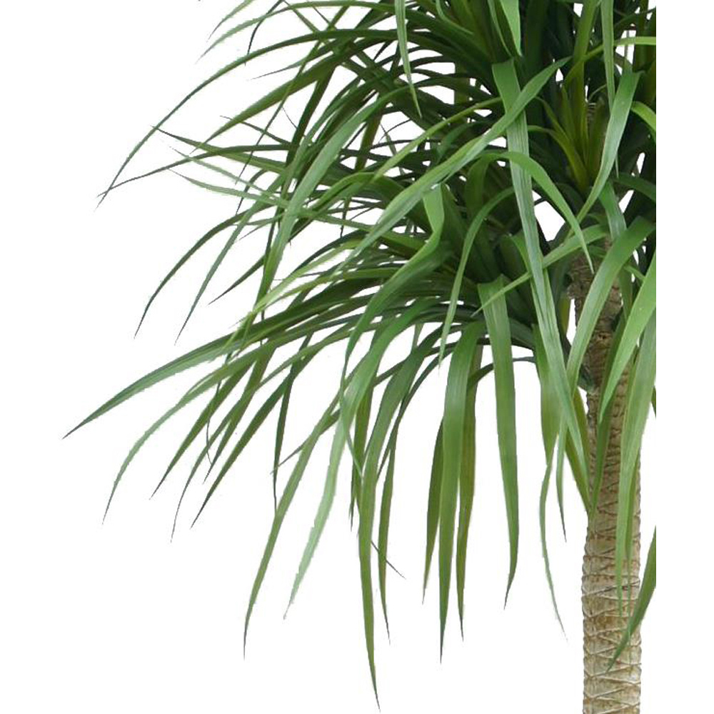 Botanik Dracaena Artificial Tree in Pot 6ft Image 2