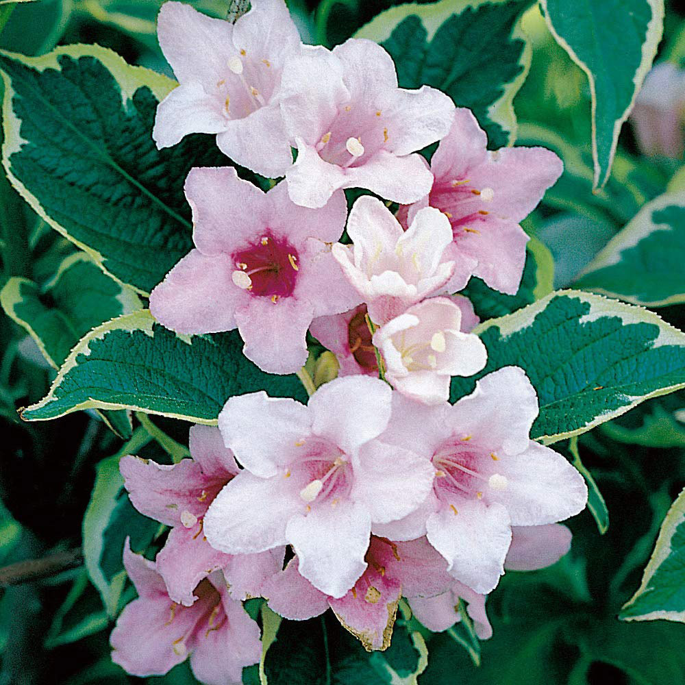 Thompson and Morgan Weigela Florida Variegata Plant Pot 9cm 2 Pack Image 1