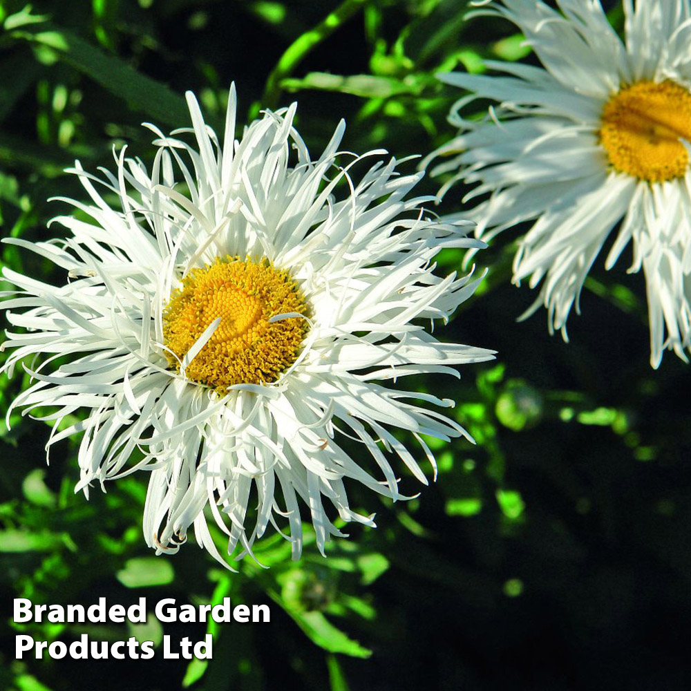Thompson and Morgan Leucanthemum Crazy Daisy Plant Plugs 12 Pack Image 4