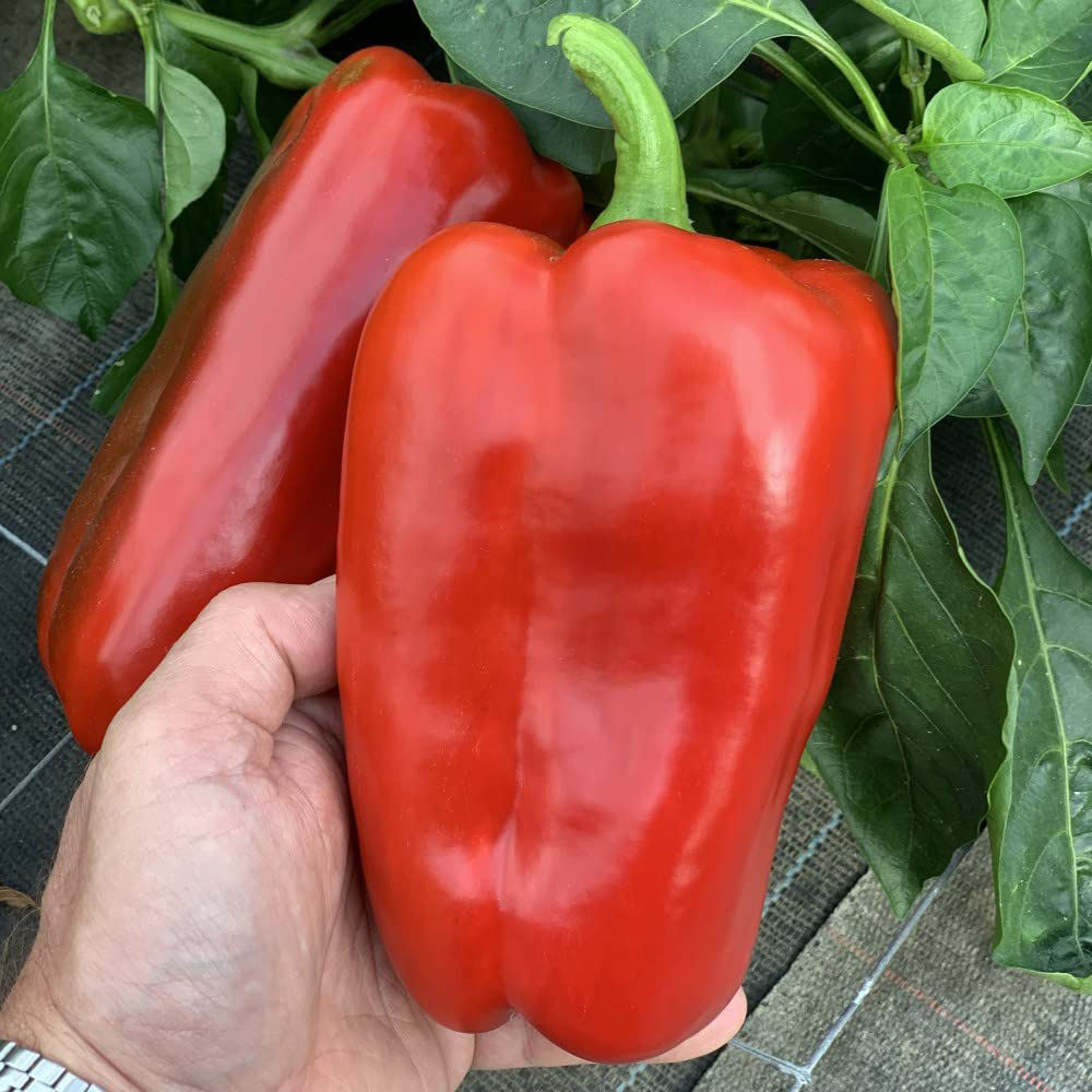 Thompson & Morgan Pepper Sweet Red King F1 Seeds Image 2
