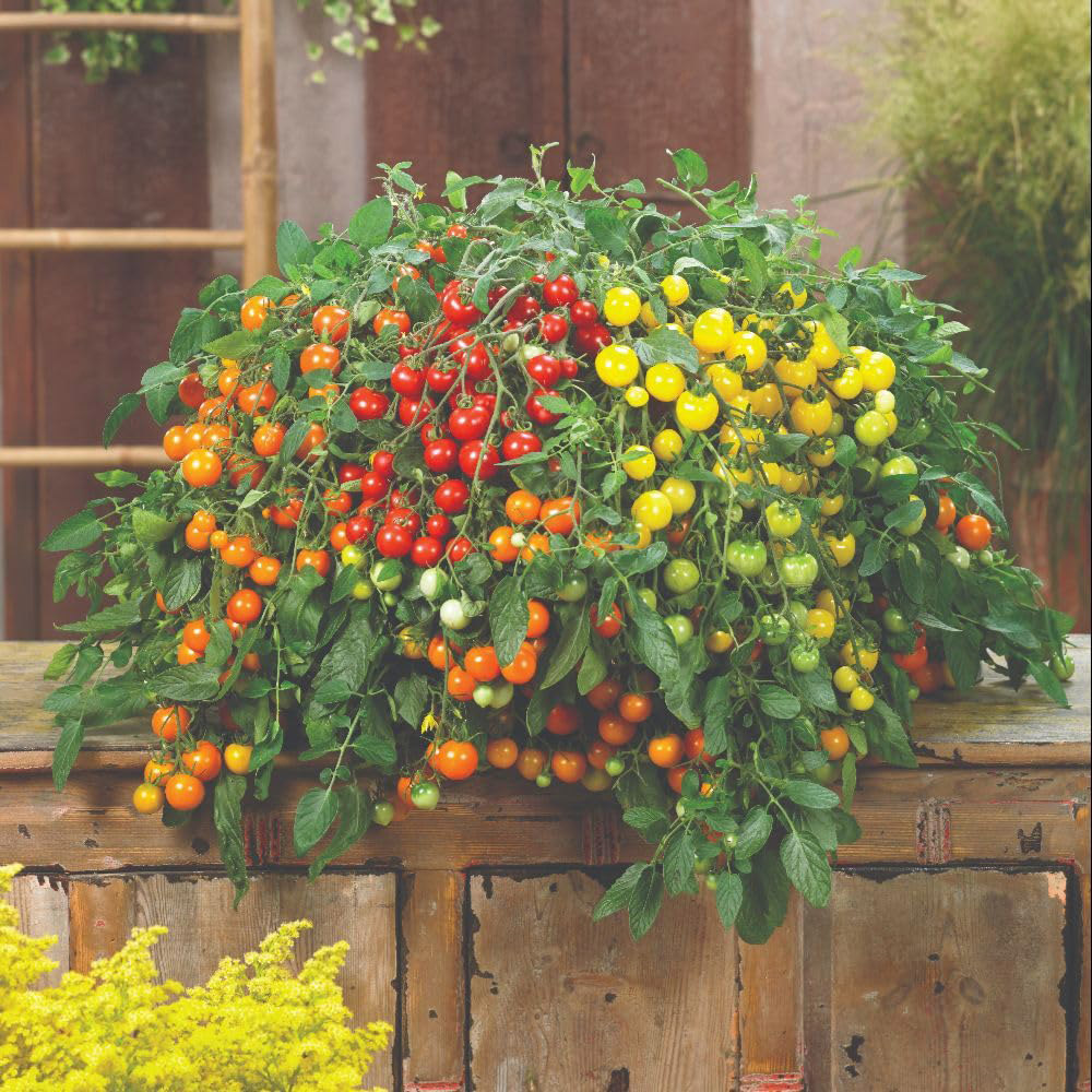 Thompson and Morgan Tomato Rainbow Drops Donna Trio F1 Seed Packet Image 2