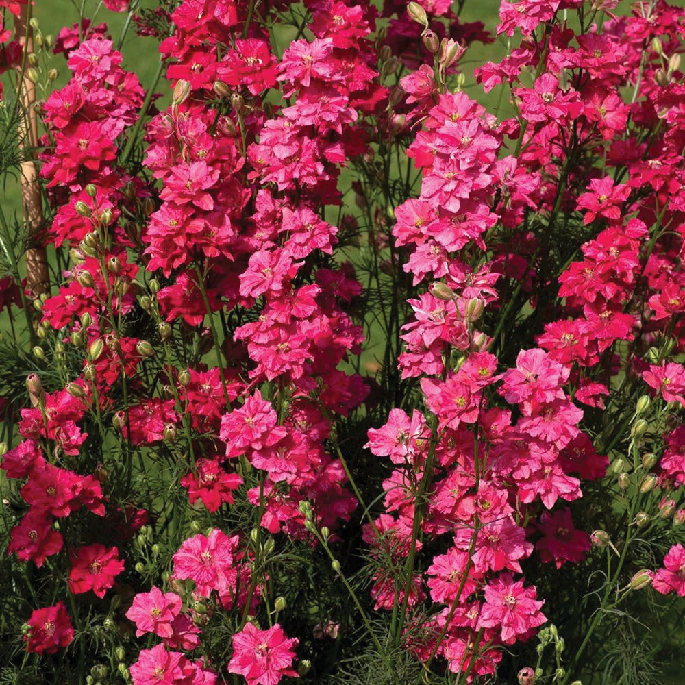 Thompson & Morgan Larkspur King Scarlet Seeds Image 4