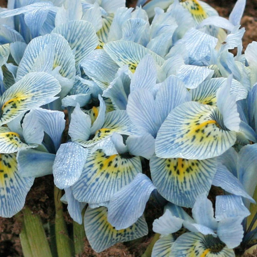Thompson and Morgan Iris Katharine Hodgkin Autumn Planting Bulb 32 Pack Image 1