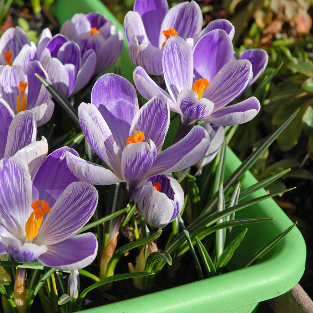 Thompson and Morgan Crocus vernus Pickwick Planting Bulb 25 Pack Image 3