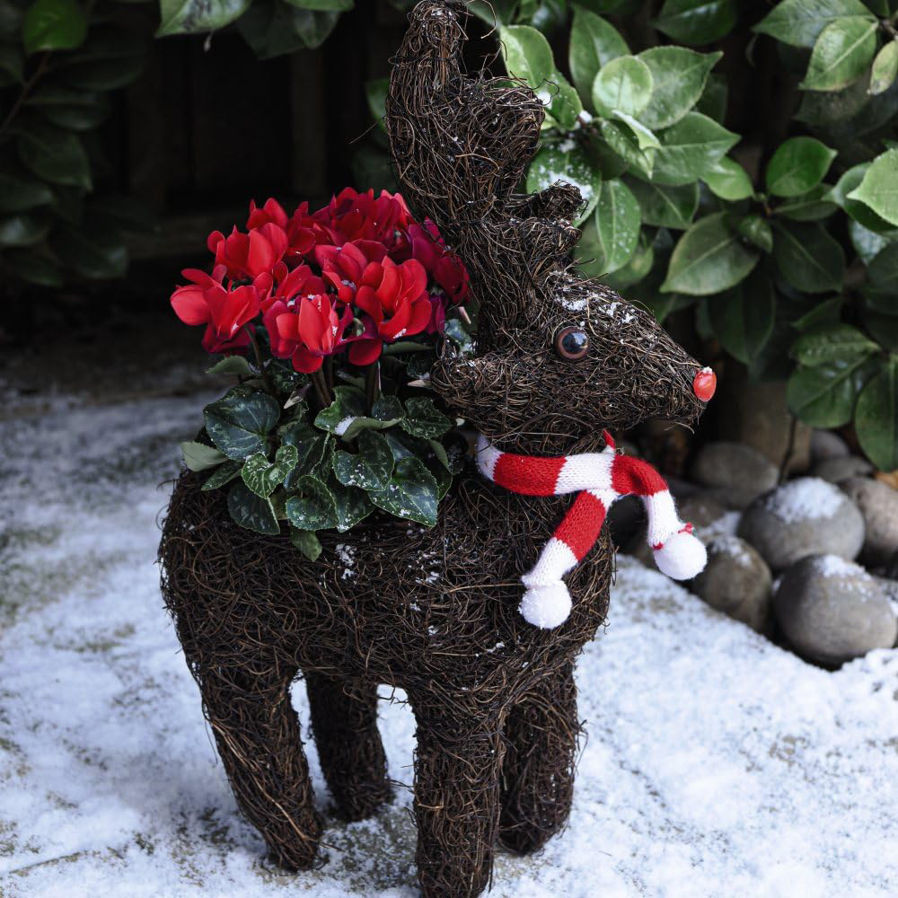 Thompson and Morgan Christmas Gift Cyclamen Plant in Rudolph Brushwood Planter 9cm 2 Pack Image 1