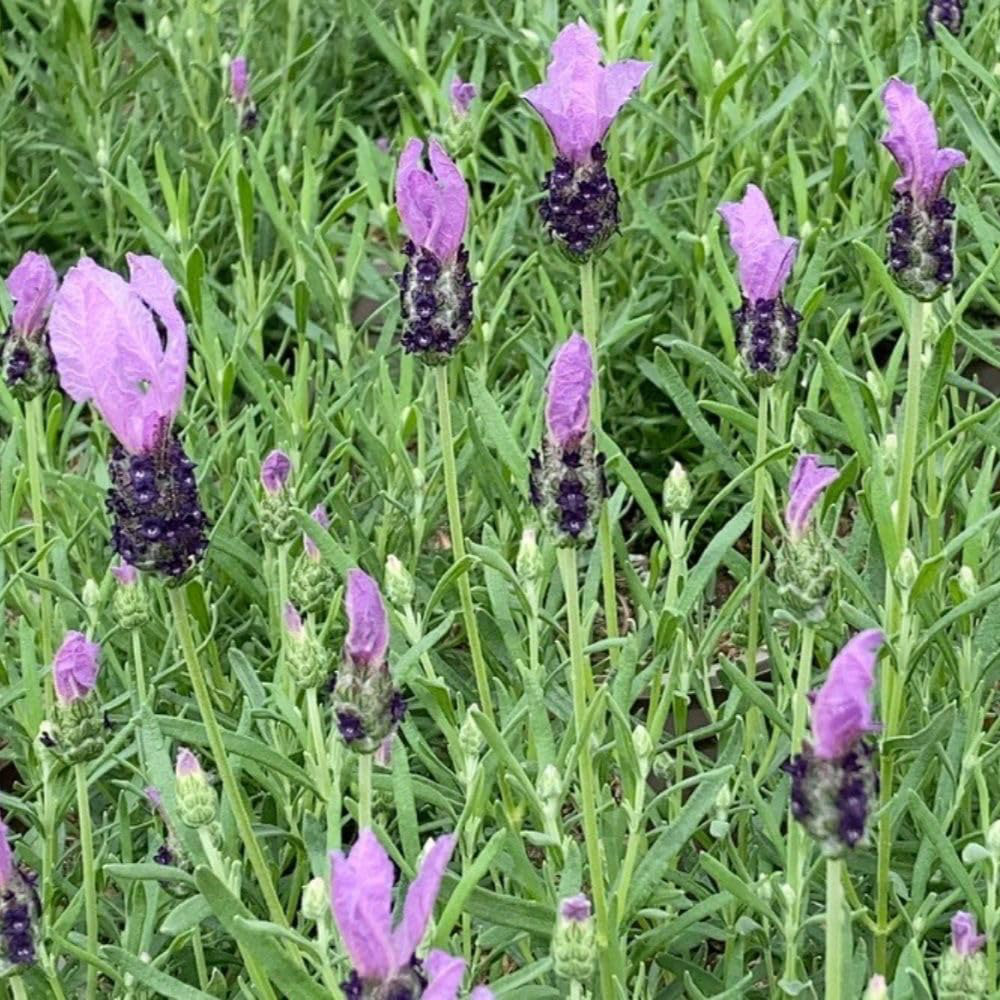 Thompson & Morgan Lavandula Stoechas Fairy Wings Purple Plant Pot 7L Image 1