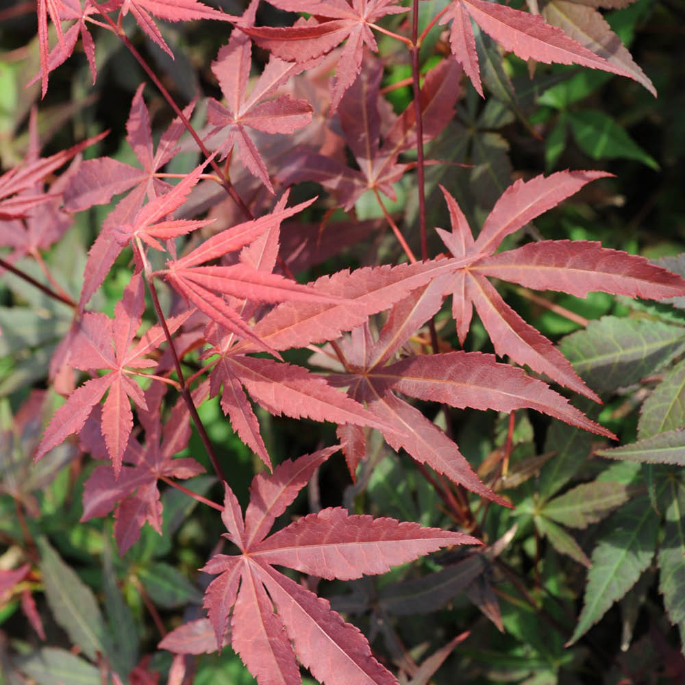 YouGarden Acer Palmatum Atropurpureum Plant Pot 10.5cm Image 1